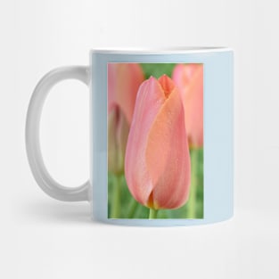 Tulipa  'Stunning Apricot'   Single Late Tulip Mug